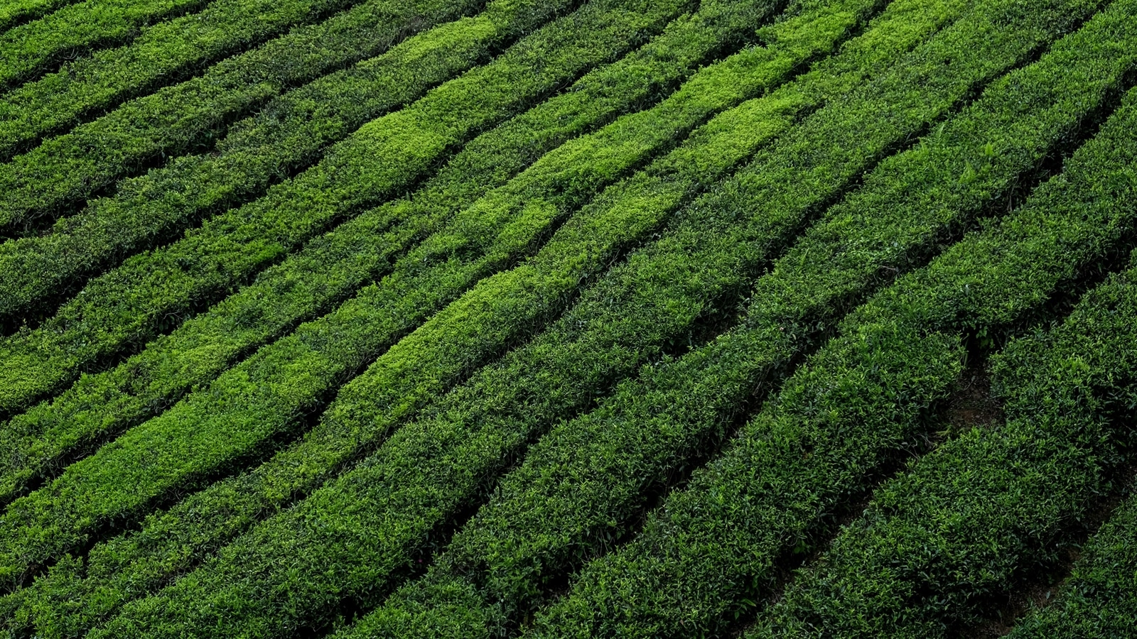 tea plantation concerns