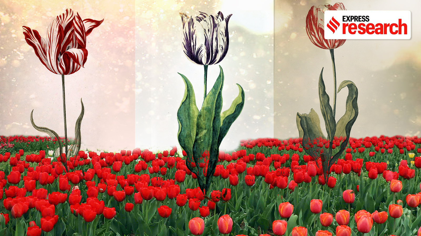 tulip obsession