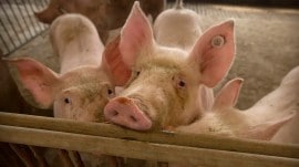 African swine fever outbreak in Maharashtra, African swine fever, African swine fever cases, African swine fever outbreak, pigs, animal husbandry department instructions, swine fever infection, how to prevent from african swine fever, indiane xpress news