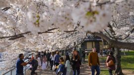 Over 100 iconic cherry trees in Washington will be cut down. Here's why
