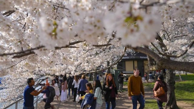 Over 100 iconic cherry trees in Washington will be cut down. Here's why