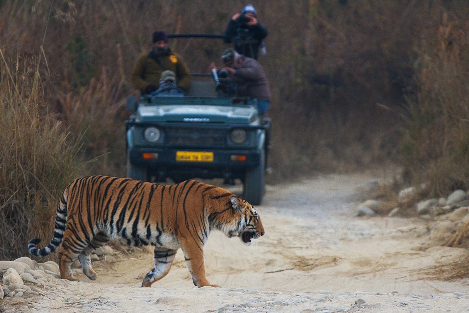 Saffari Tiger