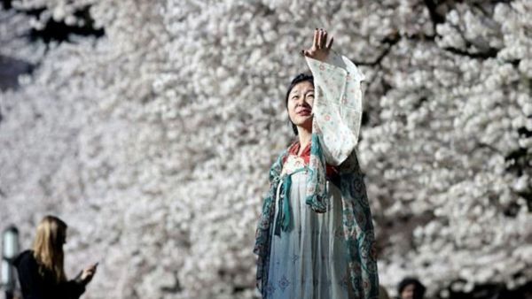 Over 100 iconic cherry trees in Washington will be cut down. Here's why