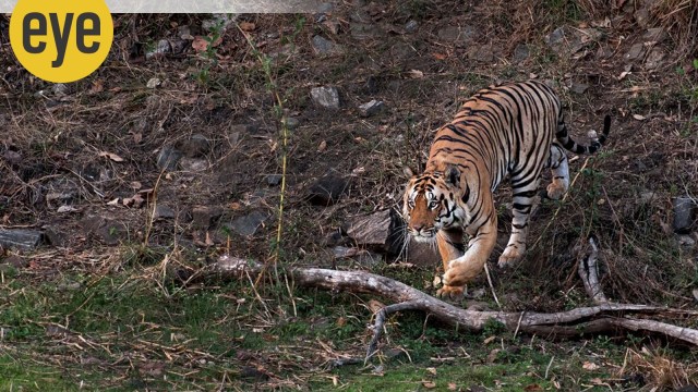 tiger safari