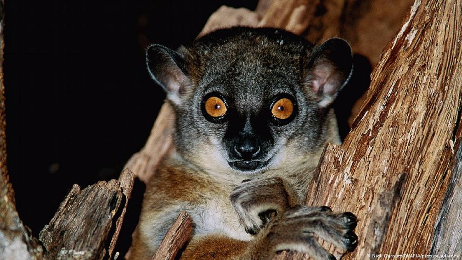 Biodiversity: Can extinctions be stopped?