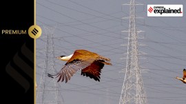 Bustard flying Bustard flying.