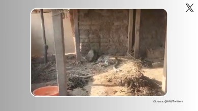 Forest department officials rescue leopard