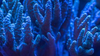 The researchers worked on samples collected from 19 different coral reef sites. (Illustrative image credit: Pexels)