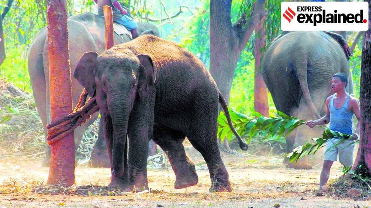 state-specific disaster