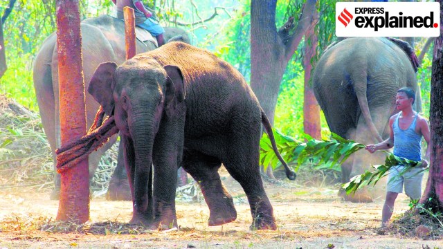 Kerala declares man-animal conflict a state-specific disaster: What Kerala declares man-animal conflict a state-specific disaster: What