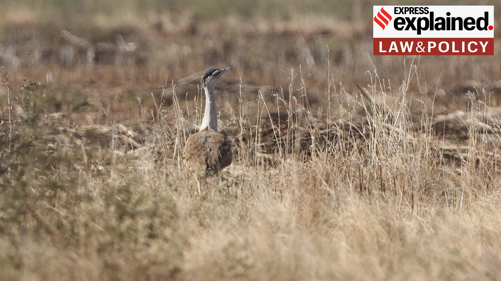 Great Indian Bustard