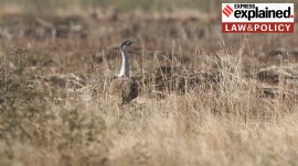 GIB Great Indian Bustard