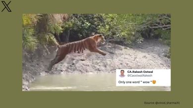 Rare sight of tiger jumping to cross river goes viral