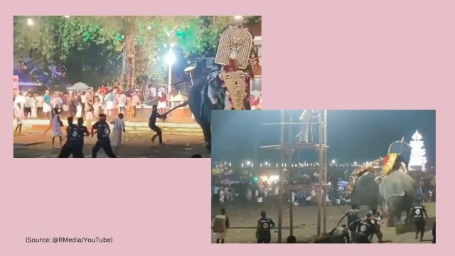 Elephant goes berserk at Tharakkal temple in Thrissur