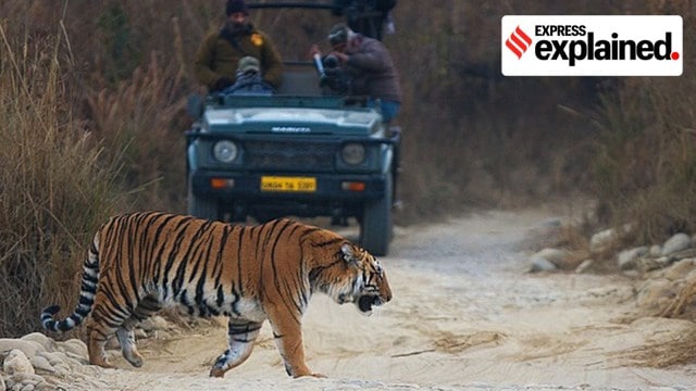 tiger safaris