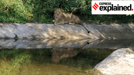 Tiger Safari, tiger reserves, Corbett tiger reserve, Uttarakhand High Court, Supreme Court, Tiger Safari establishments, Lion safari, big cats, safari parks, Nahargarh Biological Park, Rajasthans Nahargarh sanctuary, explained, indian express news