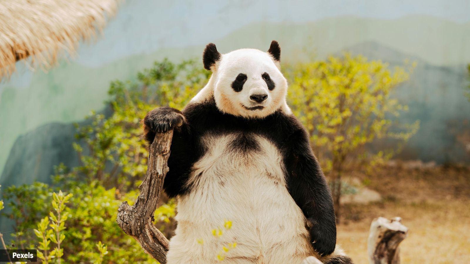 This National Panda Day, here are some interesting facts about the