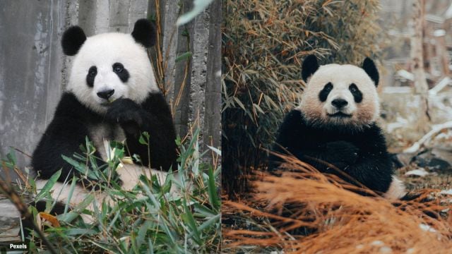 This National Panda Day, here are some interesting facts about the ...