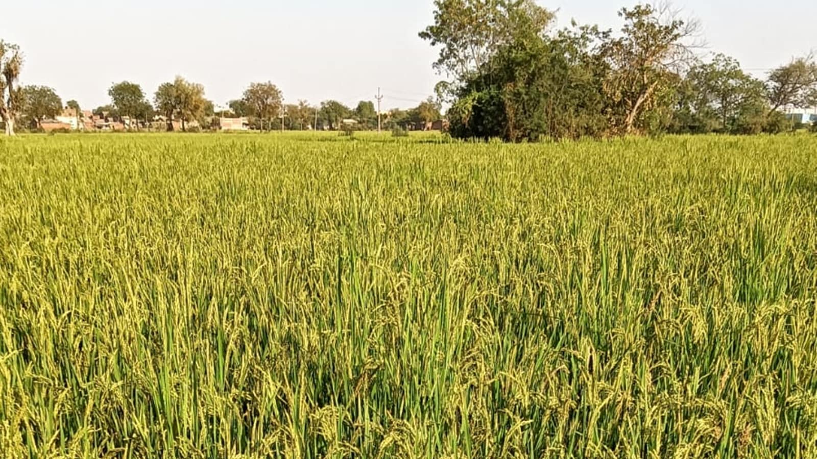 This season, a surge in paddy sowing | Ahmedabad News - The Indian ...