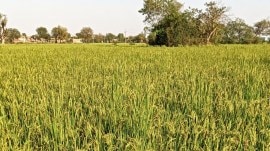 Paddy season, Gujarat paddy crop, Gujarat summer paddy, Gujarat Paddy sowing season, southwest monsoon, DAG data on paddy, Gujarat paddy sowing area, Gujarat farmers, indian express news