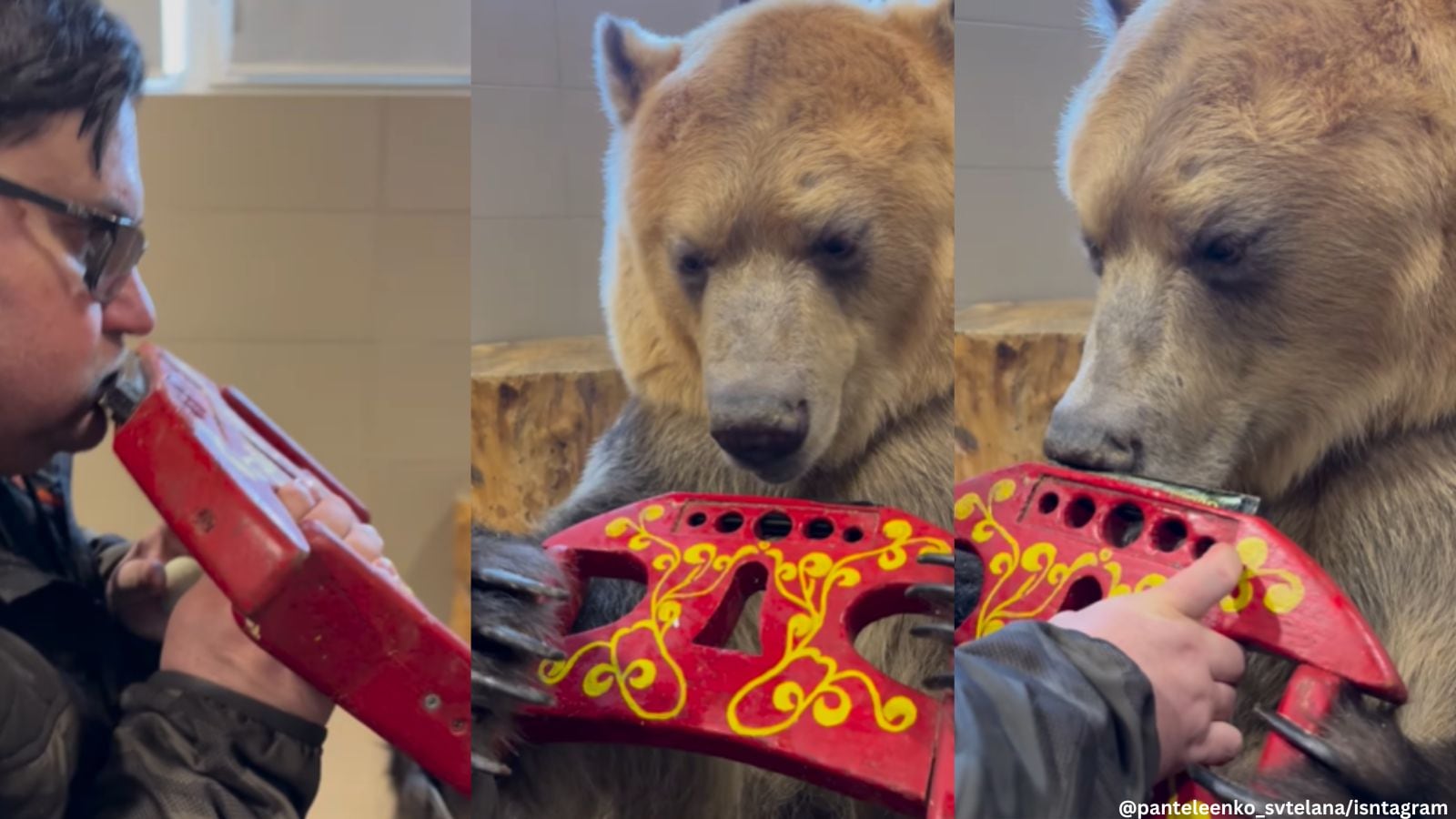 Russian man teaches bear to play harmonica; netizens react to viral