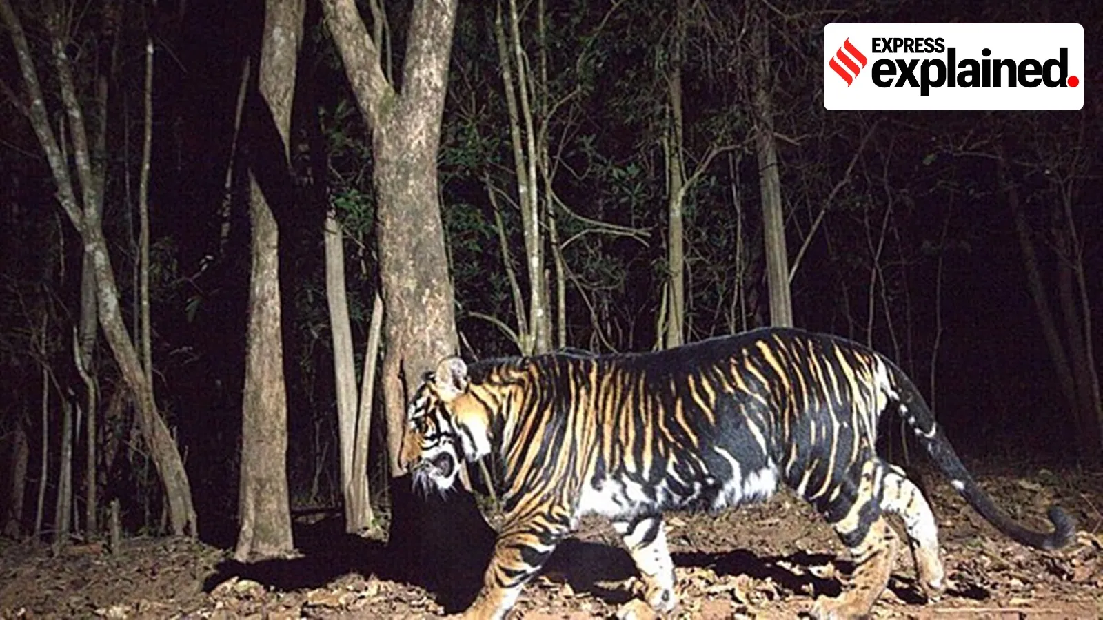 Why Odisha Wants To Introduce Similipals Black Tigers To Female Big Cats From Central India