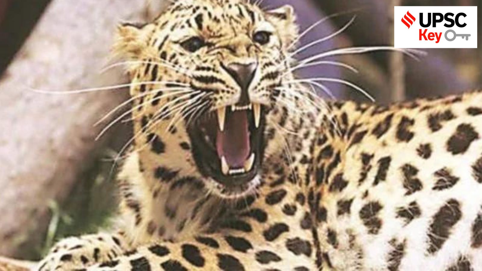 UPSC, upsc 2024, Upsc Prelims results, UPSC key terms, upsc news, upsc syllabus, UPSC KEY, Upsc Key terms, IAS current affairs, upsc Key Indian express, The Indian Express current Affairs, Is Indian Express Good for UPSC, upsc today news, upsc newspaper, Indian express today important news for upsc, Indian express monthly current affairs, What should I read in Indian Express for UPSC today, UPSC Answer Key, UPSC Online, IAS, IPS, upsc current affairs news, UPSC KEY News, UPSC Civil services news, UPSC Prelims 2023, UPSC Mains 2023, UPSC Mains 2023, UPSC Mains 2024, UPSC Prelims 2024, UPSC General Studies 1, UPSC General Studies II, UPSC General Studies III, UPSC General Studies IV, upsc, upsc mains 2023, UPSC mains answer writing, upsc GS paper 1, upsc mains GS paper 1, upsc geography, upsc history, gs paper 1, upsc, upsc mains 2023, UPSC mains answer writing, upsc gs paper 4, upsc mains gs paper 4, upsc ethics, gs paper 4, sarkari naukri, government jobs, Current events of national and international importance, History of India and Indian National Movement, Indian Heritage and Culture, History and Geography of the World and Society, Governance, Constitution, Polity, Social Justice and International relations, Technology, Economic Development, Bio diversity, Environment, Security and Disaster Management Ethics, Integrity and Aptitude, Indian Express UPSC Key, Upsc Indian Express, Rahul Gandhi, Congress, BJP, Narendra Modi, PM, Amit Shah, Home Minister, Arvind Kejriwal, AAP, Interim Budget, Fiscal, Nominal GDP, Real GDP, Nirmala Sitharaman, Interim Budget 2024, Farmers Protest, Article 142 of the Constitution, Definition of Forest and Semiconductor industry in India, Mayor election, Anil Masih, Maratha reservation, Global Initiative on Digital Health, forest, Forest (Conservation) Amendment Bill, semiconductor manufacturing, Article 142 of the Constitution, Fali Sam Nariman, Fair and Remunerative Price, India-Oman, Laser Cooling of Positronium, Sterlite Copper Plant, Elimination of kala-azar, Kiru Hydel Power Project, Household Consumption Expenditure Survey 2022-23, Assam Muslim marriage and divorce Act 1935, Data Protection, Rajya Sabha Elections, Temple Tax Bill and Women in Indian Armed Forces, One Nation-One Election project, AI’s unpredictable nature, India-South Africa, Immunity for MPs & MLAs, Critical Minerals, Status of Leopards in India