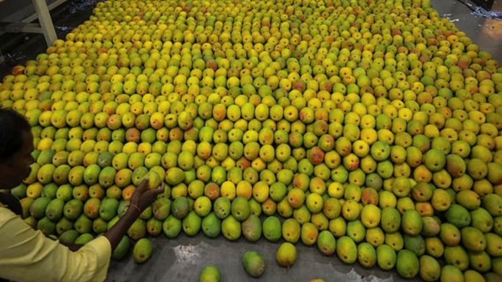 mango-prices-drop-across-markets-as-arrivals-increase-pune-news-the