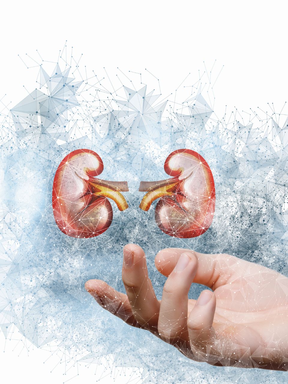 Why you should pay attention to the health of your kidneys