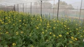 SEA seeks govt intervention