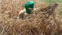 Centre mandates weekly reporting on wheat stocks to prevent hoarding