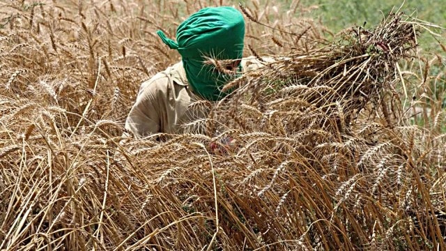 punjab wheat, weather, IMD, indian express