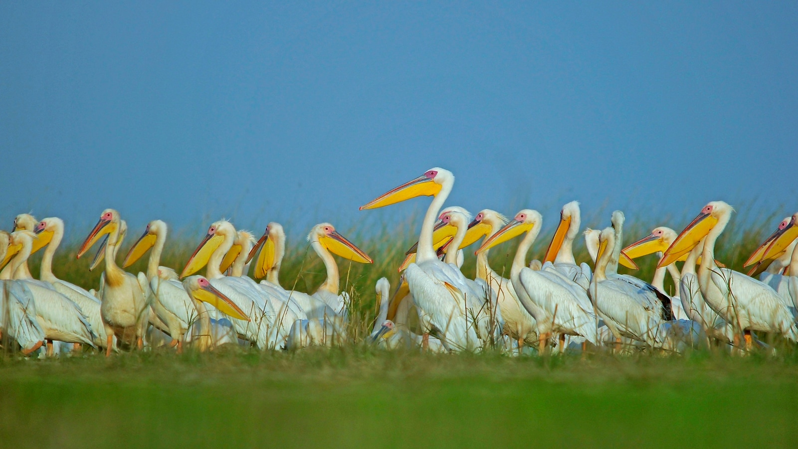 Around 10 lakh birds counted in Porbandar wetlands, double as compared ...