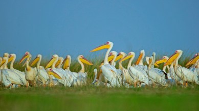 Gujarat bird count