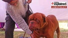 French Mastiff at Dog Show organised by Royal Kennel Club Panchkula at Sector 5 ground in Panchkula on Saturday, October 19, 2019.