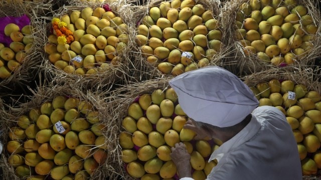 mangoes pune