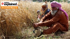 Wheat harvesting in full swing in Ludhiana in 2023.