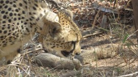 cheetah cubs born in Kuno National Park