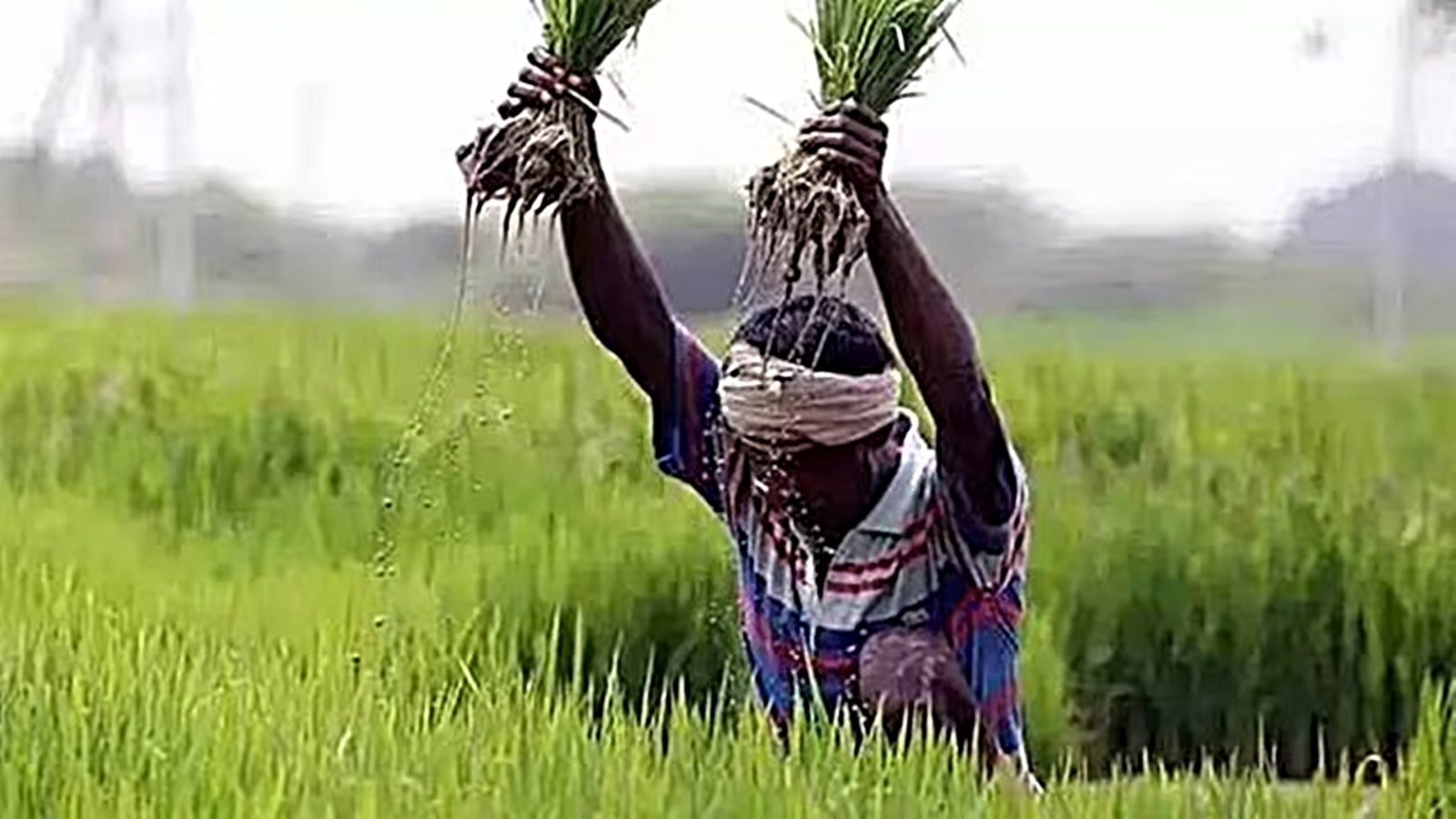 How crop insurance is used as political tool to leverage farmers ...