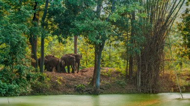Elephant corridor Assam Arunachal Pradesh
