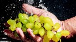 wash grapes before eating, dangers of unwashed grapes, how to clean grapes, safe storage for grapes, grapes and pesticides