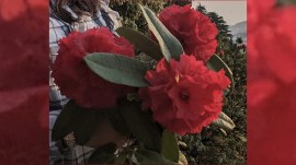 NDMC flower food festival, New Delhi Municipal Council, flower food festival date, NDMC flower food festival venue, delhi flower festival, Kamal Kakdi kebabs, walnut chutney, flower dishes, indian express news