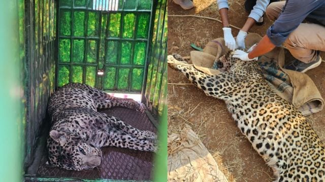 leopard attack surat