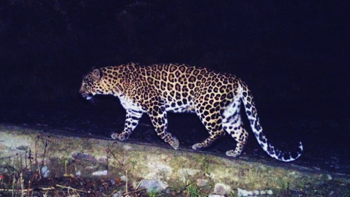 odisha leopard count