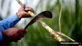 maharashtra sugar mills