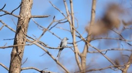 Asiatic lions, Gujarat Asiatic lions, birdwatchers, Gir National Park and Wildlife Sanctuary, Gir lions, GEER, Sky Forest Youth Club, indian express news