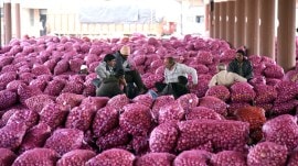 Onions Pune Nashik export