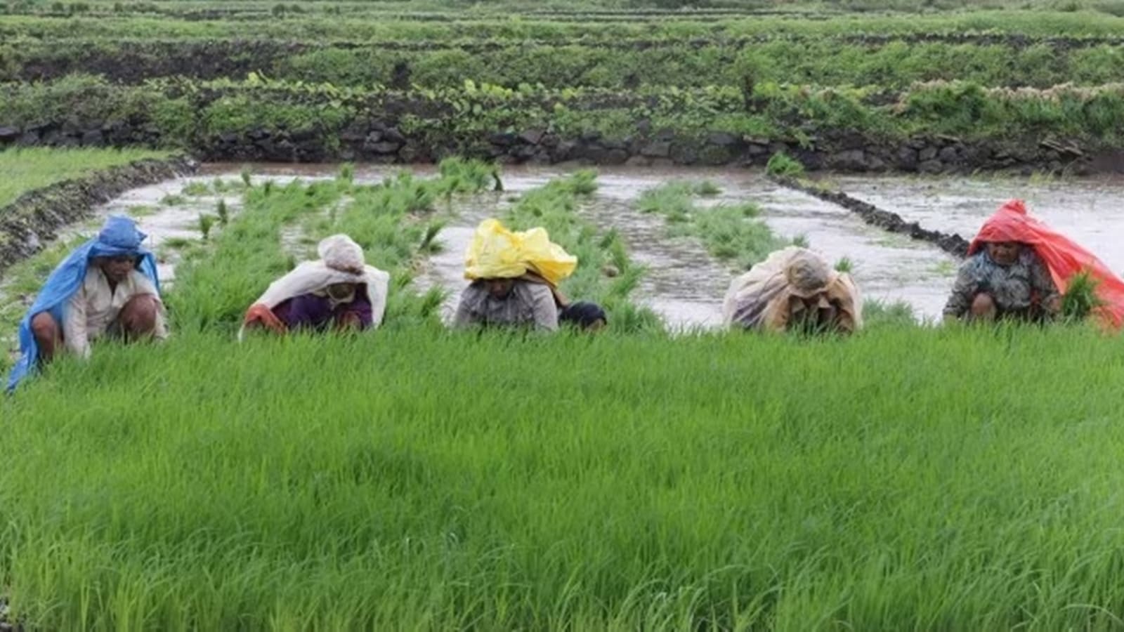 Paddy procurement, paddy procurement deadline, kolkata ration distribution, Bengal govt, paddy target, Rathin Ghosh, paddy shortage, indian express news
