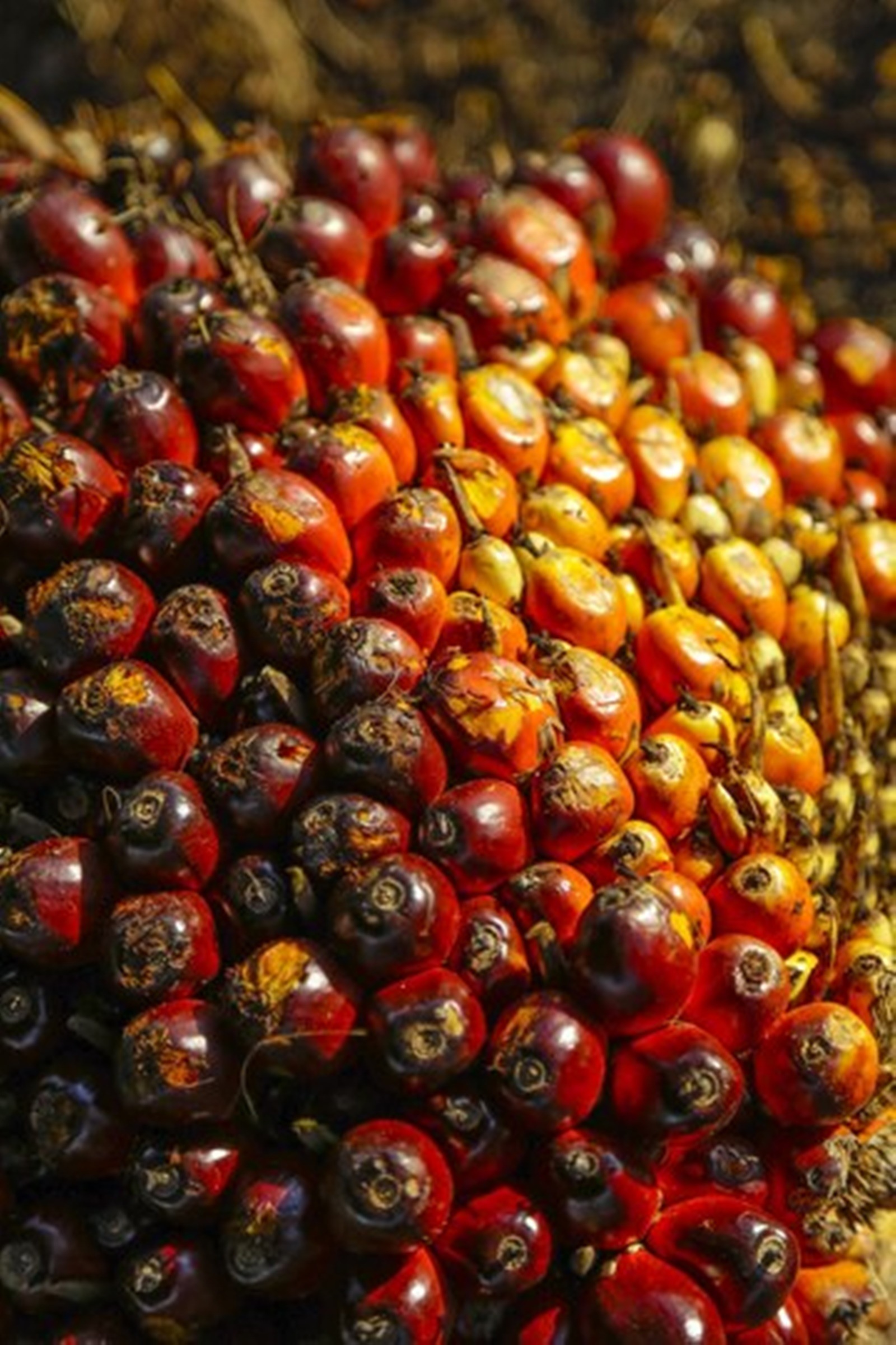 palm oil, health risks, saturated fat, heart disease, cholesterol, healthy cooking oil