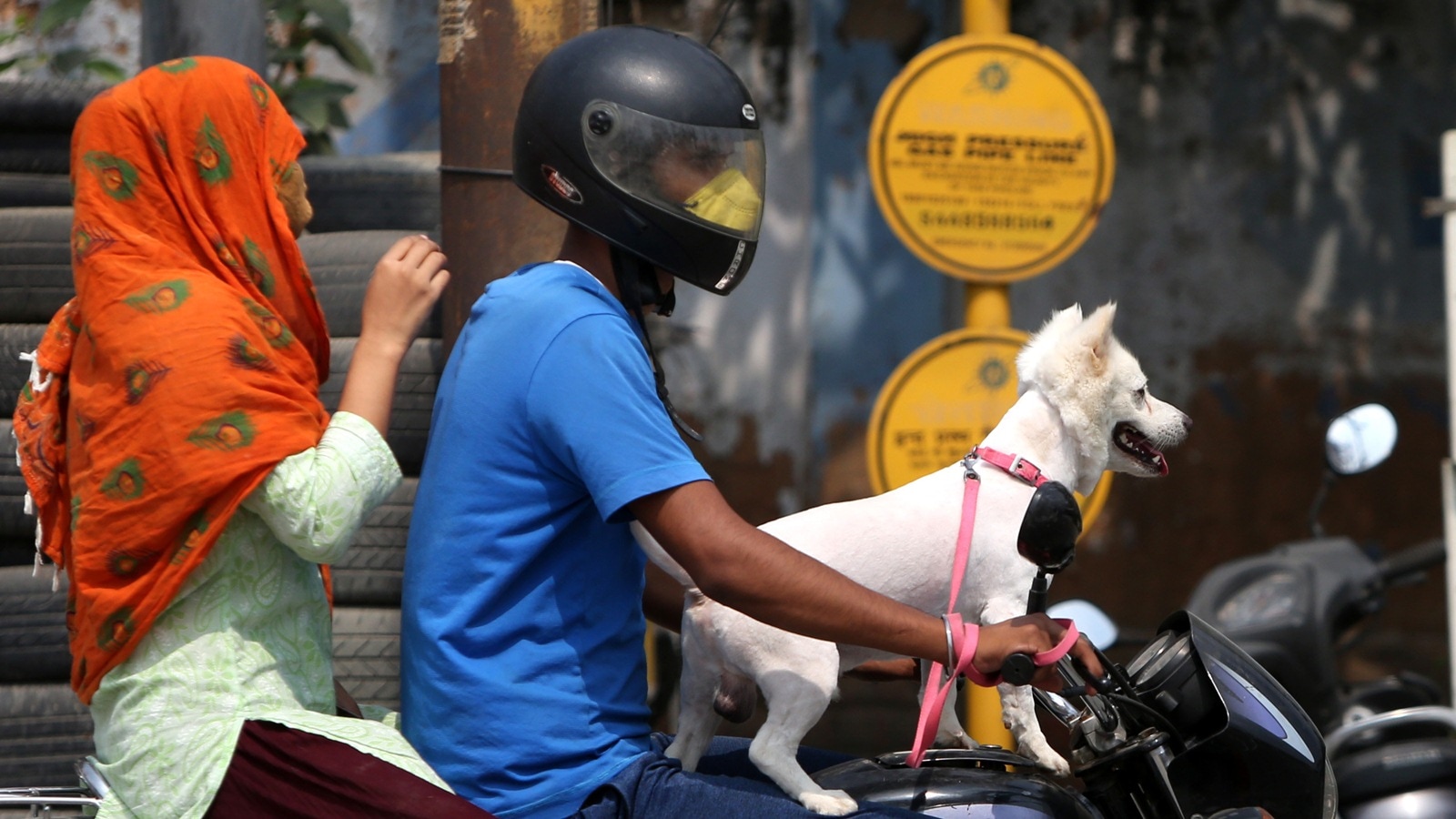 Now size of house to determine number of pet dogs you can own: New bylaws | Chandigarh News